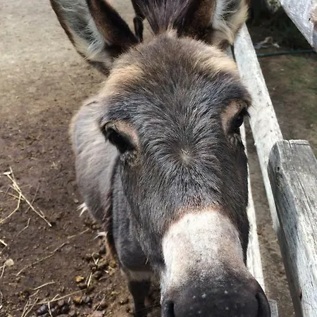Farm stay Il Boschetto Dei Corbezzoli *
