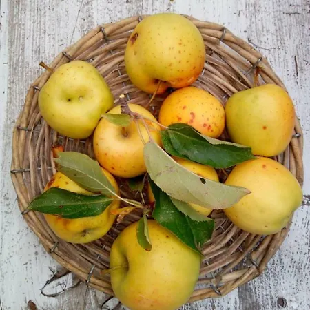 Il Boschetto Dei Corbezzoli Farm stay Vetralla