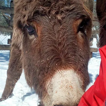 Il Boschetto Dei Corbezzoli Farm stay Vetralla